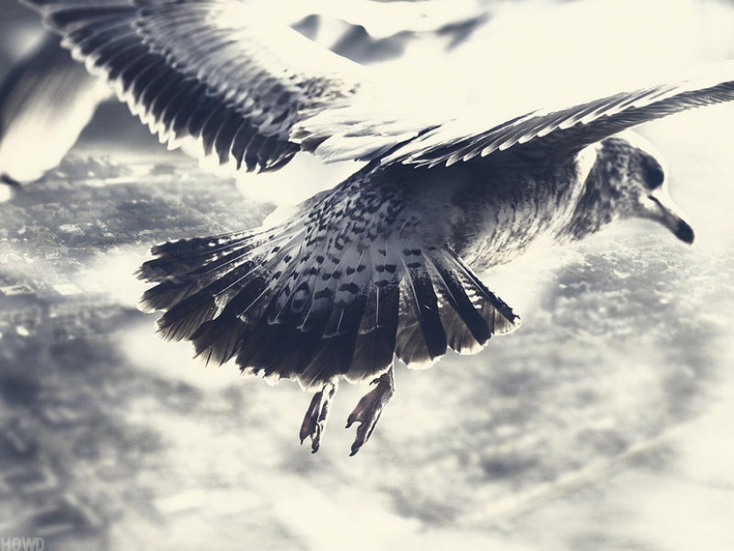 Flotando por encima de la tierra, como un pájaro