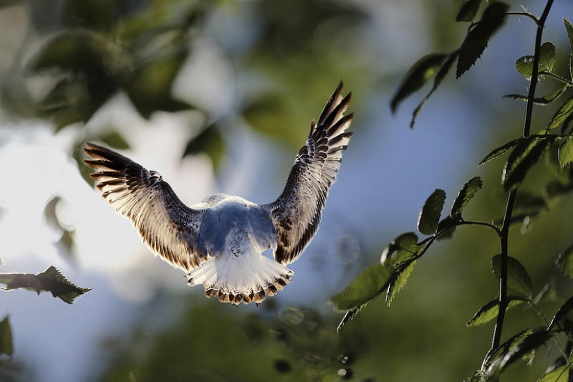 Flotando por encima de la tierra, como un pájaro