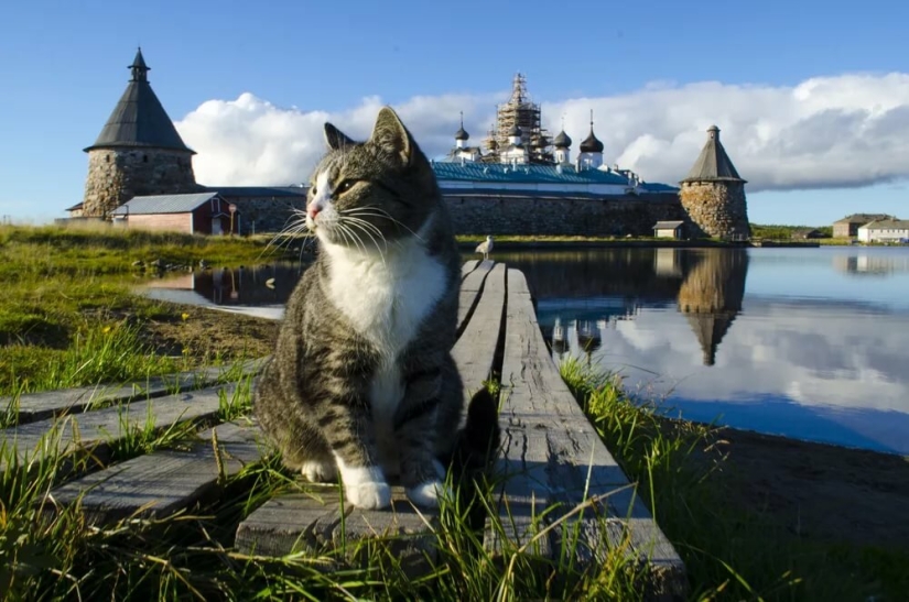 Fluffy treasure: where Russia has undertaken cats and why they are so loved Fluffy treasure: where Russia has undertaken cats and why they are so loved