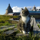 Fluffy treasure: where Russia has undertaken cats and why they are so loved Fluffy treasure: where Russia has undertaken cats and why they are so loved