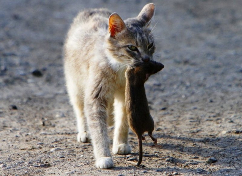 Fluffy treasure: where Russia has undertaken cats and why they are so loved Fluffy treasure: where Russia has undertaken cats and why they are so loved