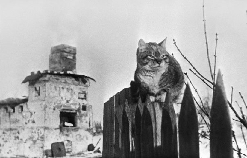 Fluffy treasure: where Russia has undertaken cats and why they are so loved Fluffy treasure: where Russia has undertaken cats and why they are so loved