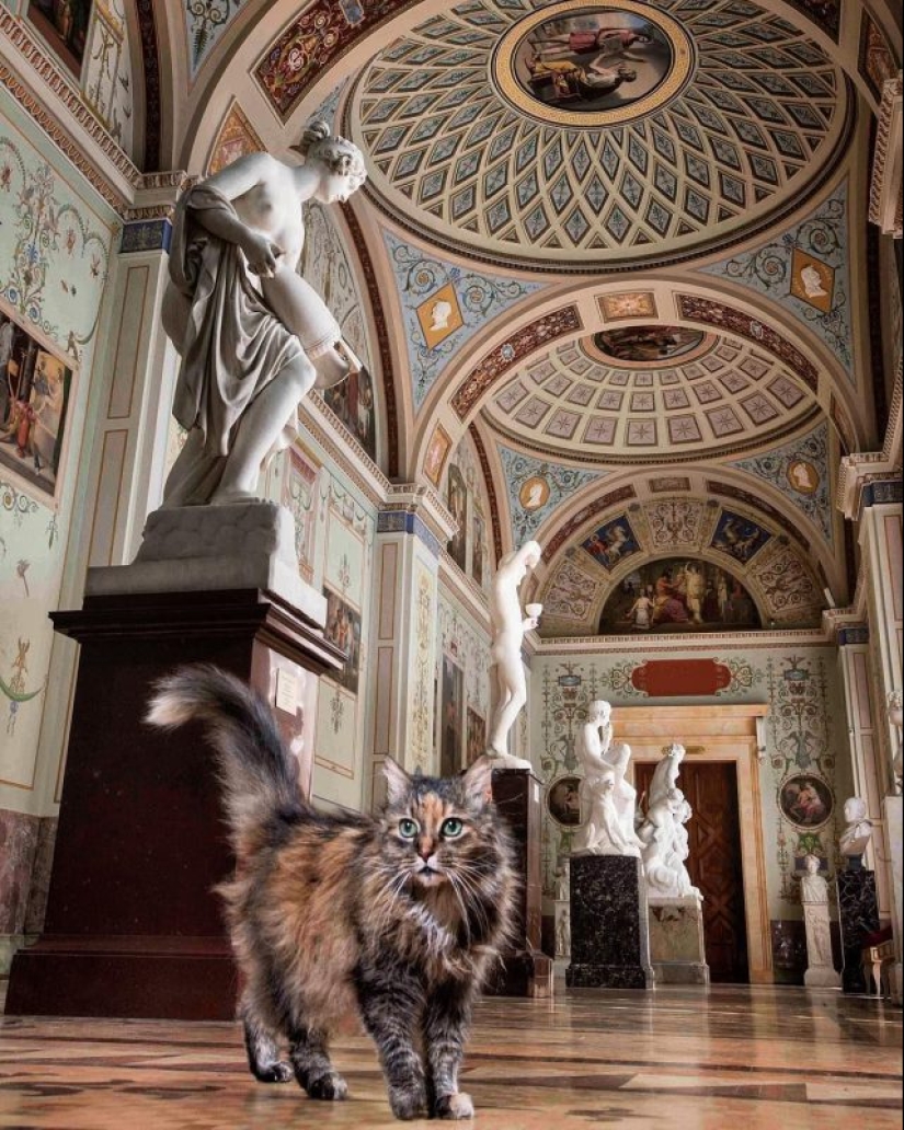 Fluffy treasure: where Russia has undertaken cats and why they are so loved Fluffy treasure: where Russia has undertaken cats and why they are so loved