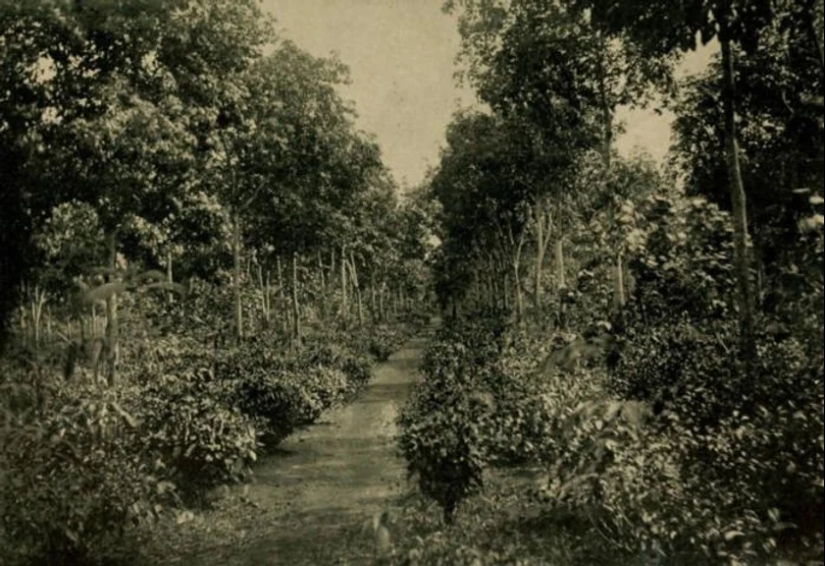 Fordlandia: cómo el fabricante de automóviles Henry Ford construyó una “ciudad de la felicidad” en la jungla