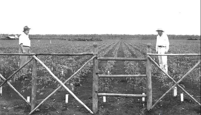 Fordlandia: cómo el fabricante de automóviles Henry Ford construyó una “ciudad de la felicidad” en la jungla