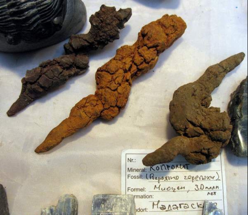 Fossil stool researchers: who are they and why our future is in their hands Fossil stool researchers: who are they and why our future is in their hands