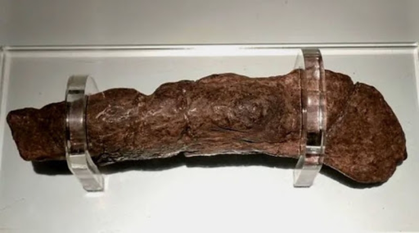 Fossil stool researchers: who are they and why our future is in their hands Fossil stool researchers: who are they and why our future is in their hands