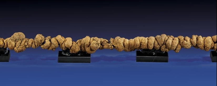 Fossil stool researchers: who are they and why our future is in their hands Fossil stool researchers: who are they and why our future is in their hands