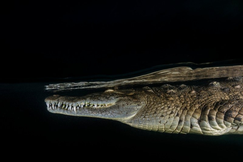 Fotografías de David Dubile: el mundo en la superficie y bajo el agua