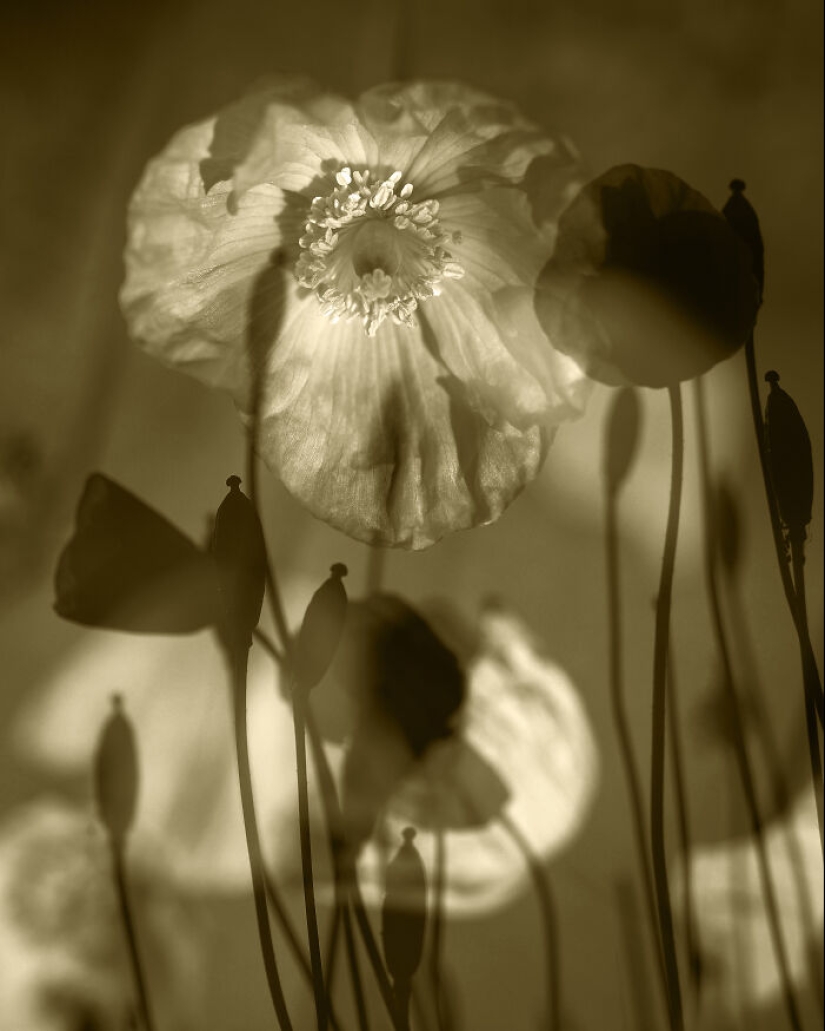Fotografías oníricas de amapolas de Julie Wang