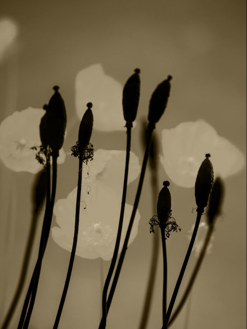 Fotografías oníricas de amapolas de Julie Wang