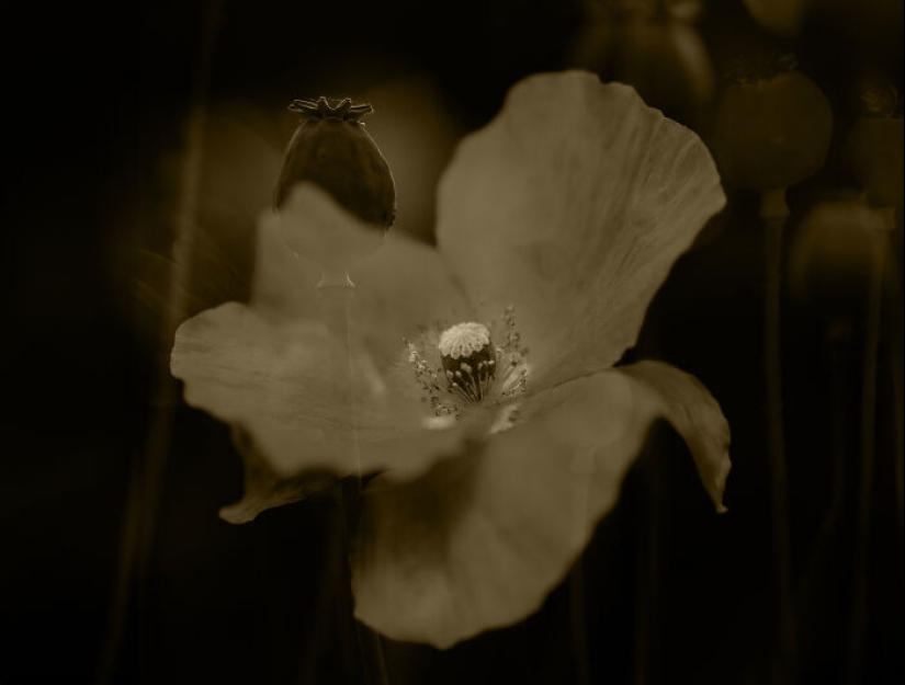 Fotografías oníricas de amapolas de Julie Wang
