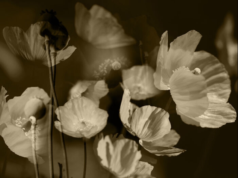 Fotografías oníricas de amapolas de Julie Wang