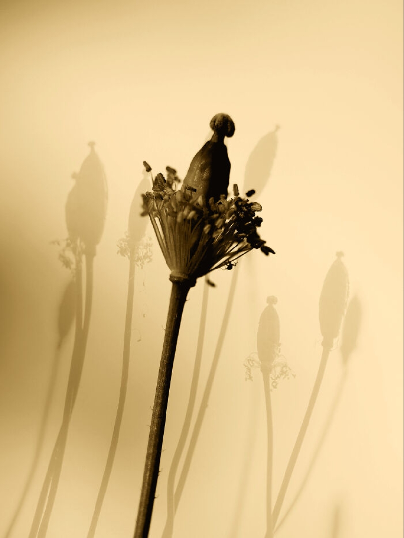 Fotografías oníricas de amapolas de Julie Wang