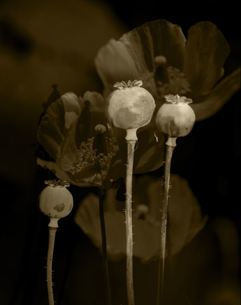 Fotografías oníricas de amapolas de Julie Wang