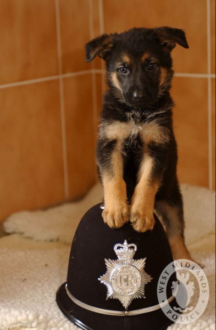 Fotos de cachorros en su primer día de servicio