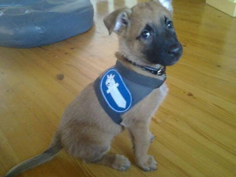 Fotos de cachorros en su primer día de servicio
