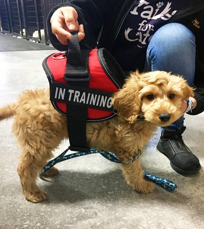Fotos de cachorros en su primer día de servicio