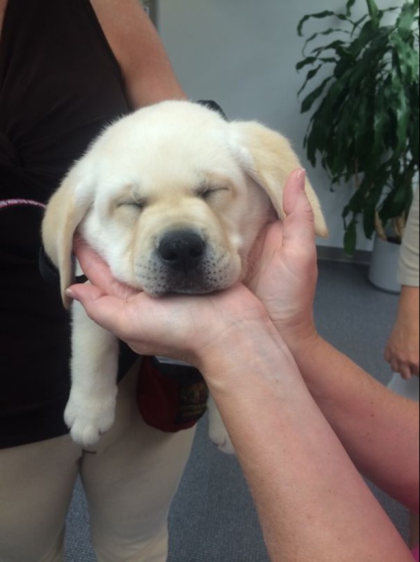 Fotos de cachorros en su primer día de servicio
