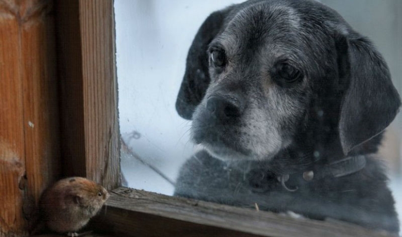 Fotos mágicas de casas abandonadas ocupadas por animales salvajes