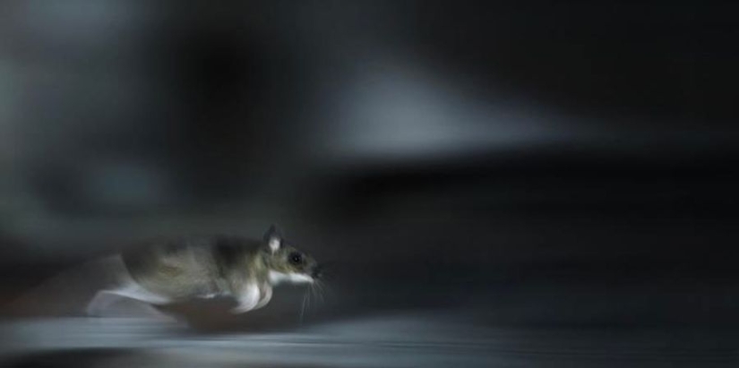 Fotos mágicas de casas abandonadas ocupadas por animales salvajes