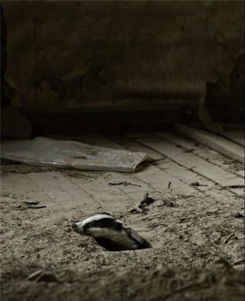 Fotos mágicas de casas abandonadas ocupadas por animales salvajes
