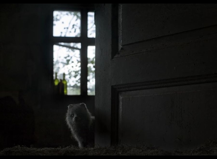Fotos mágicas de casas abandonadas ocupadas por animales salvajes