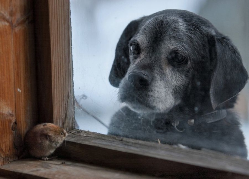 Fotos mágicas de casas abandonadas ocupadas por animales salvajes