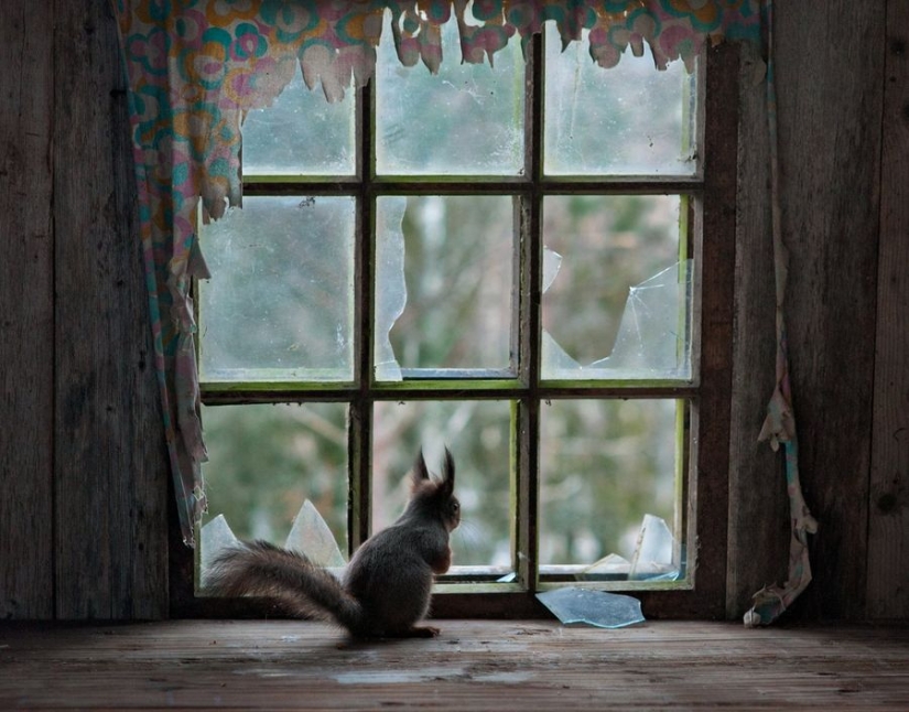 Fotos mágicas de casas abandonadas ocupadas por animales salvajes