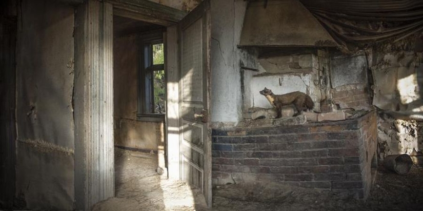 Fotos mágicas de casas abandonadas ocupadas por animales salvajes
