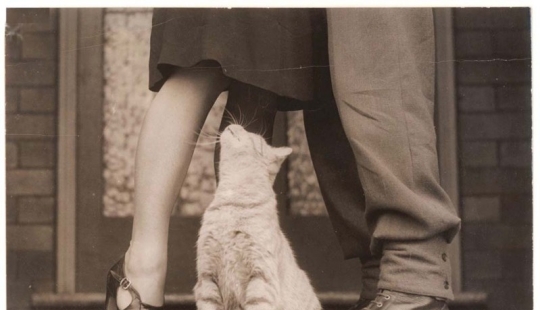 Fotos retro de animales