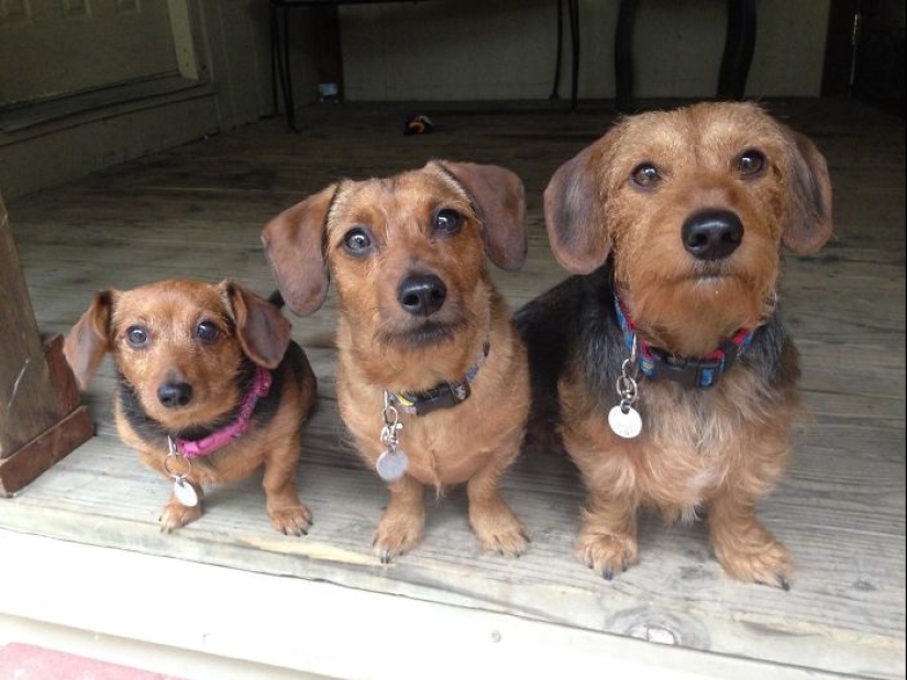 Four-legged happiness: what life is like when in the house more than two dogs Four-legged happiness: what life is like when in the house more than two dogs