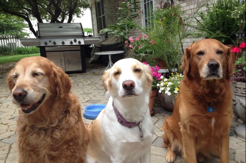 Four-legged happiness: what life is like when in the house more than two dogs Four-legged happiness: what life is like when in the house more than two dogs