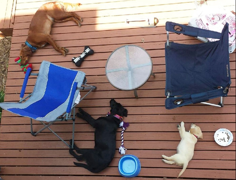 Four-legged happiness: what life is like when in the house more than two dogs Four-legged happiness: what life is like when in the house more than two dogs