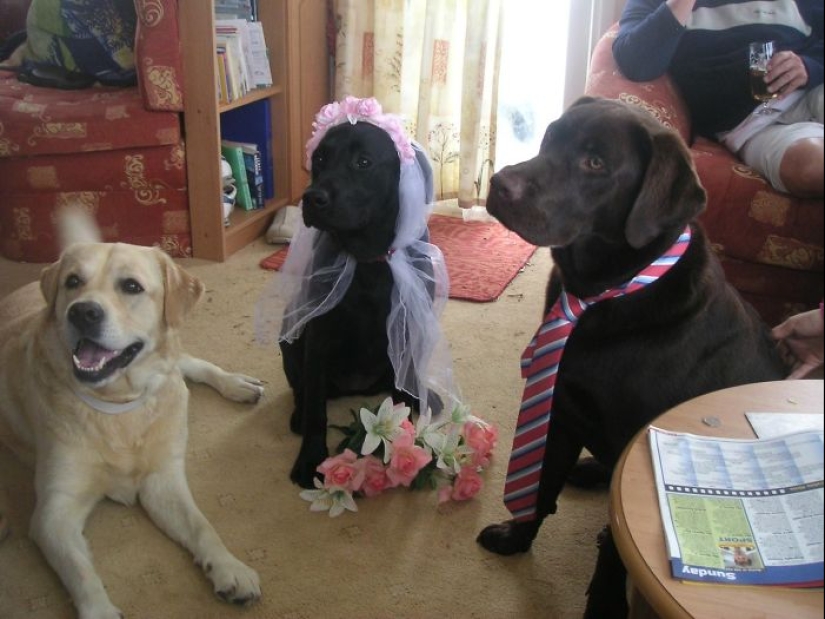 Four-legged happiness: what life is like when in the house more than two dogs Four-legged happiness: what life is like when in the house more than two dogs