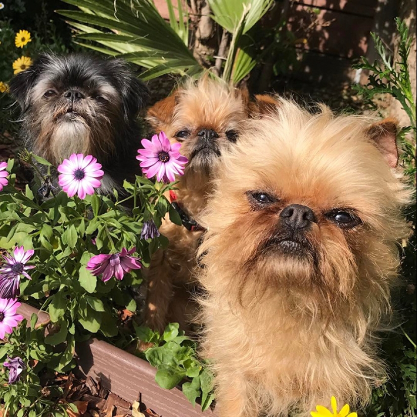 Four-legged happiness: what life is like when in the house more than two dogs Four-legged happiness: what life is like when in the house more than two dogs