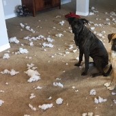 Four-legged happiness: what life is like when in the house more than two dogs