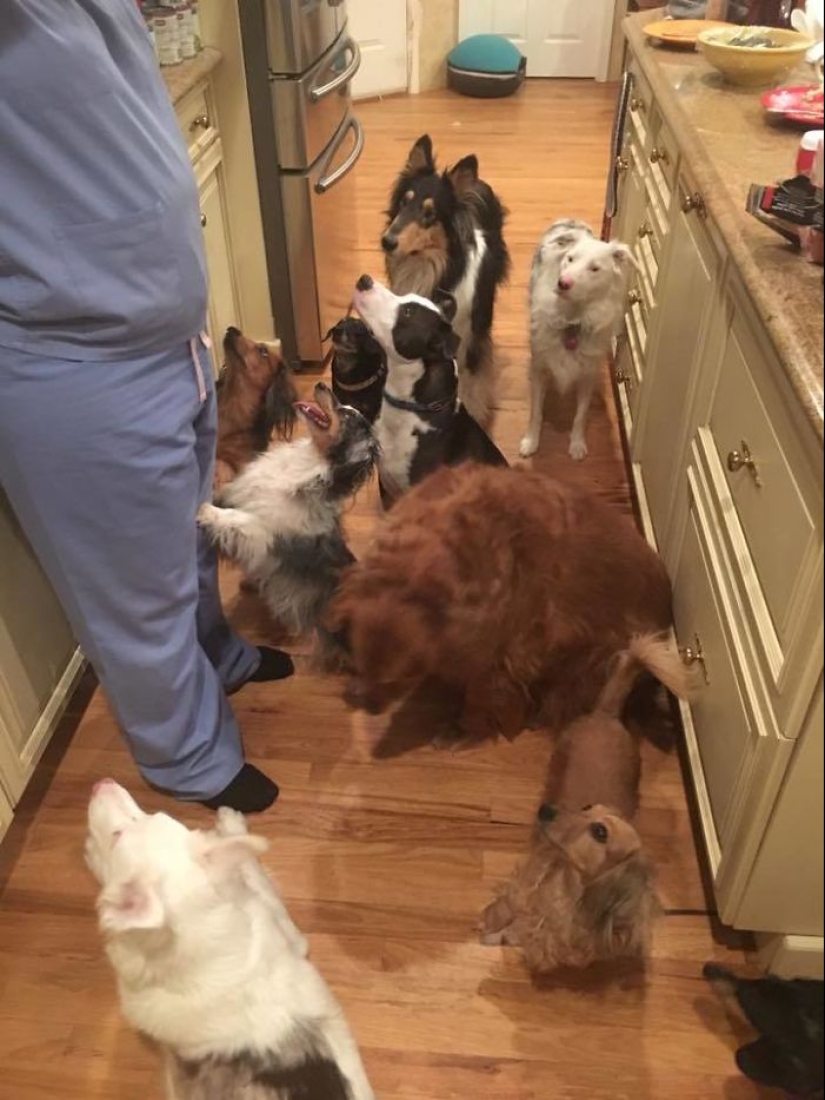 Four-legged happiness: what life is like when in the house more than two dogs Four-legged happiness: what life is like when in the house more than two dogs