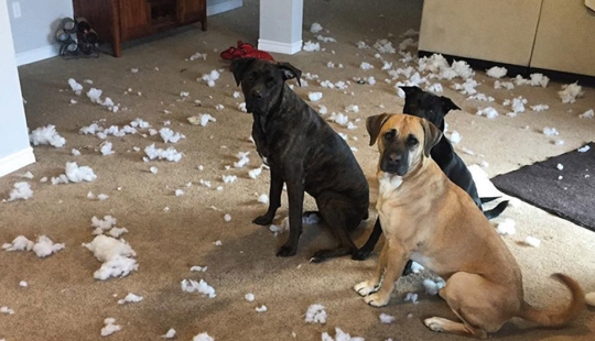 Four-legged happiness: what life is like when in the house more than two dogs Four-legged happiness: what life is like when in the house more than two dogs