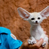 Fox fenek Fox fenek