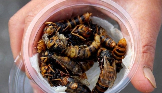 Fried wasps — the delicacy of Japanese cuisine Fried wasps — the delicacy of Japanese cuisine