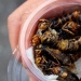 Fried wasps — the delicacy of Japanese cuisine Fried wasps — the delicacy of Japanese cuisine