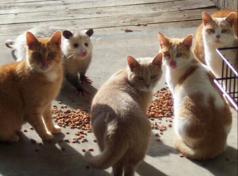 Friend among Foes, Friend among Foes: 18 Great cases of Disguise