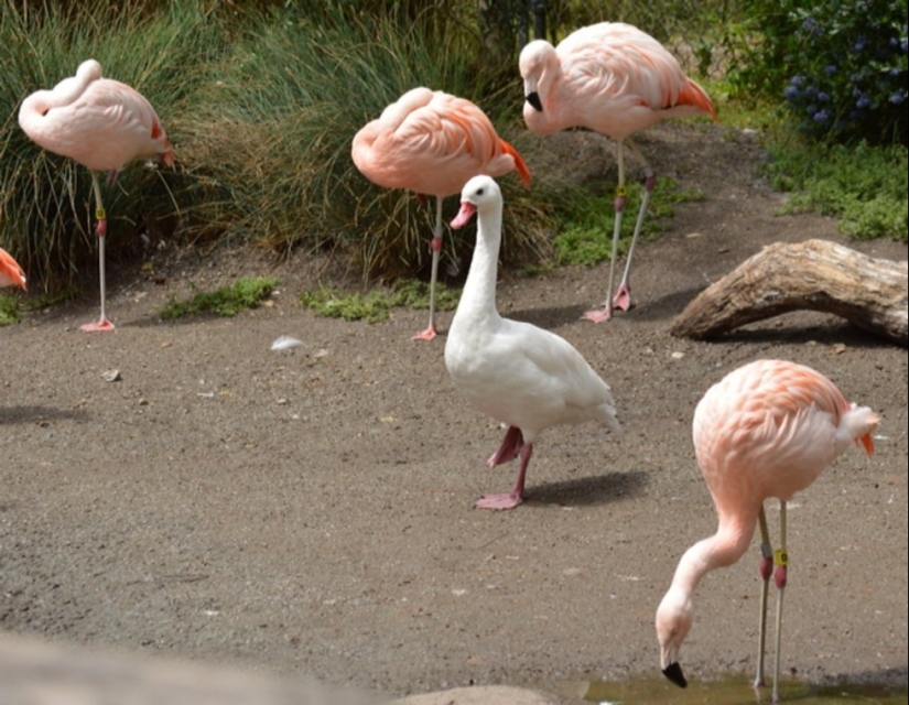 Friend among Foes, Friend among Foes: 18 Great cases of Disguise