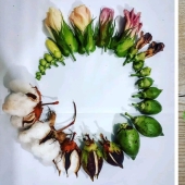 From flower to berries: how is the life cycle of plants From flower to berries: how is the life cycle of plants