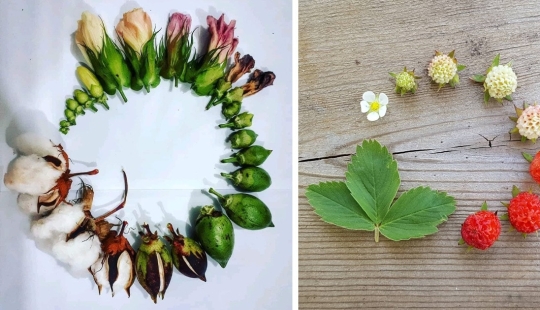 From flower to berries: how is the life cycle of plants From flower to berries: how is the life cycle of plants