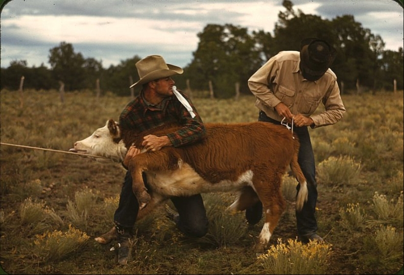 From horses to " Ford»: how the Wild West was "domesticated"
