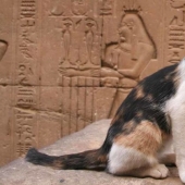 From love to hatred: the history of difficult relations between people and cats