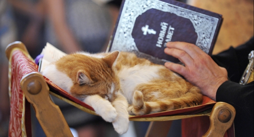 From love to hatred: the history of difficult relations between people and cats From love to hatred: the history of difficult relations between people and cats