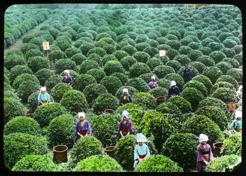 From the Bush to the consumer: how did the production of tea in Japan and the beginning of XX century
